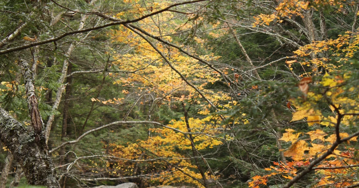 Greeley Ponds Trail — Waterville Valley, New Hampshire