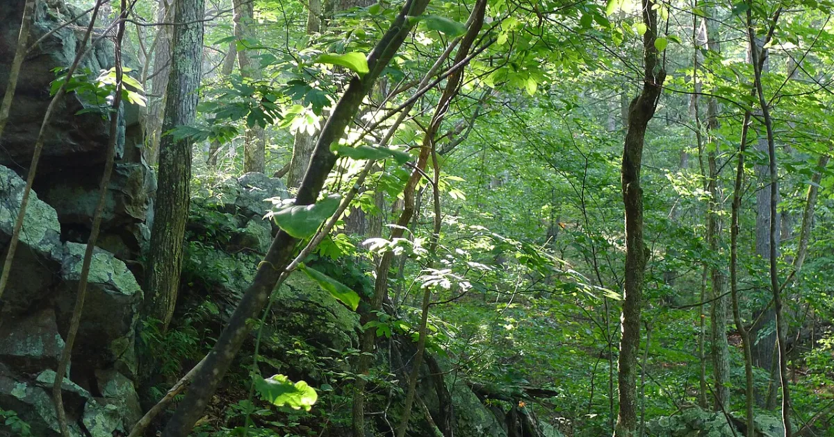Green Ridge State Forest Hike