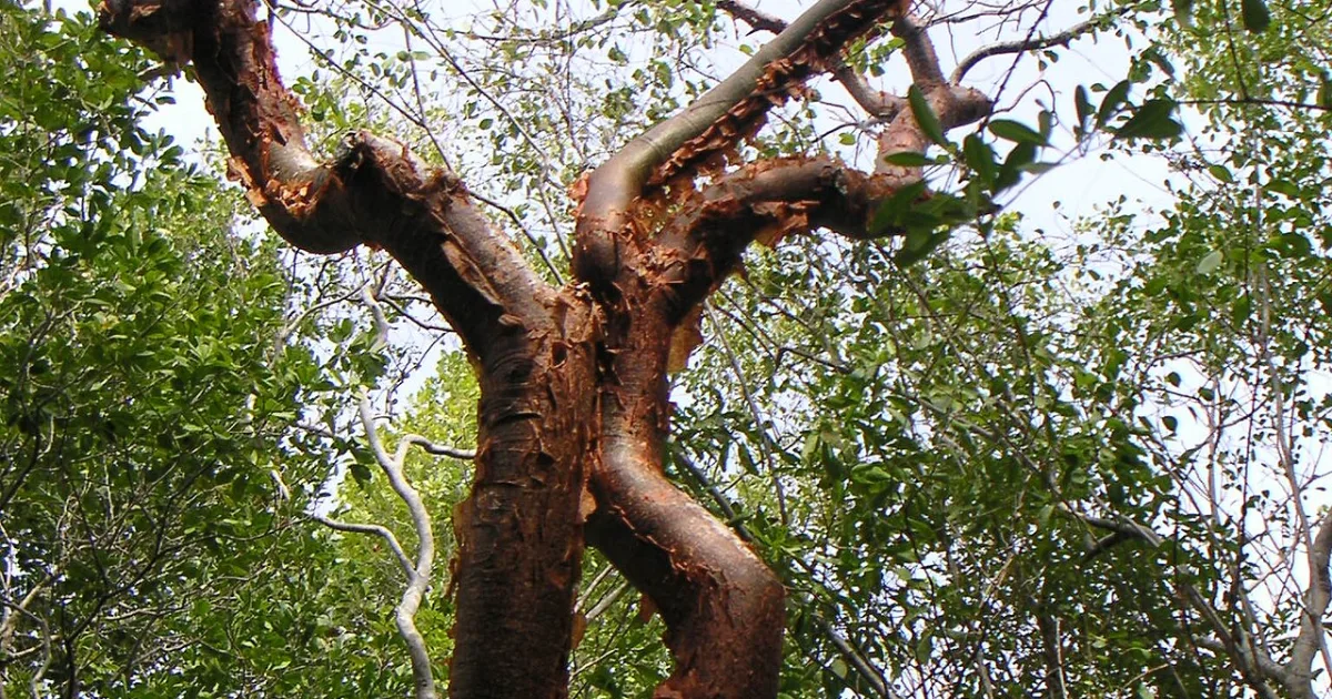 Gumbo Limbo Trail — Everglades NP, FL