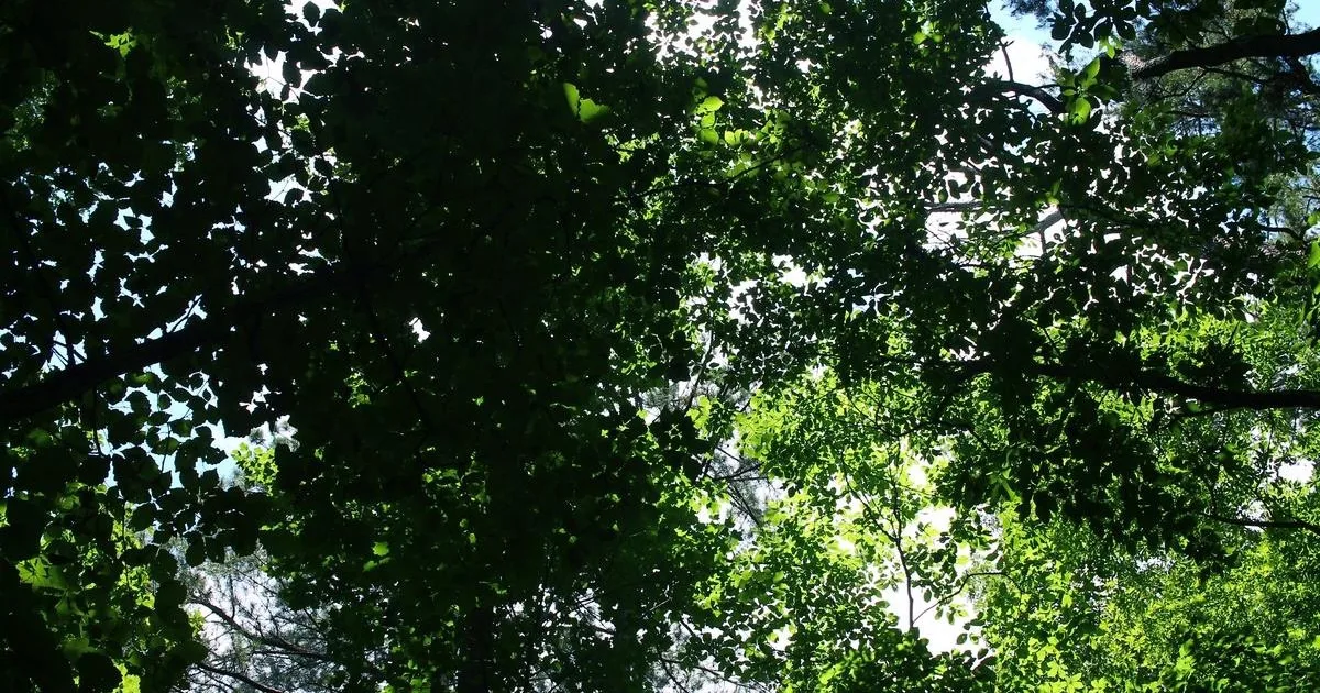 Guntersville State Park Trail