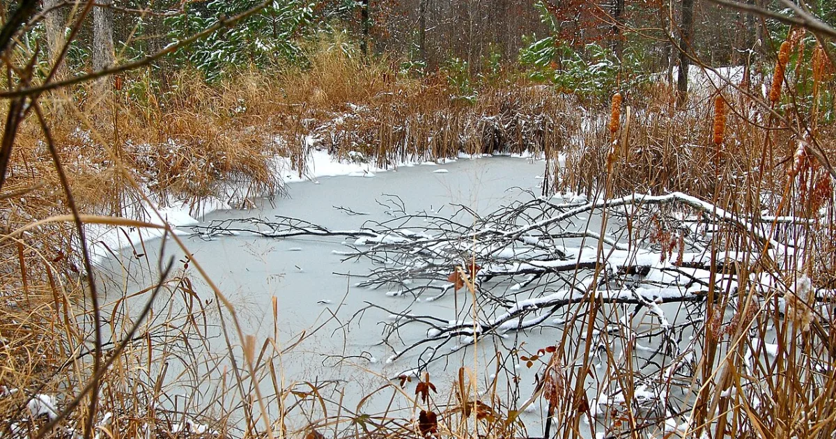 Harbison State Forest Loop — Harbison State Forest, SC