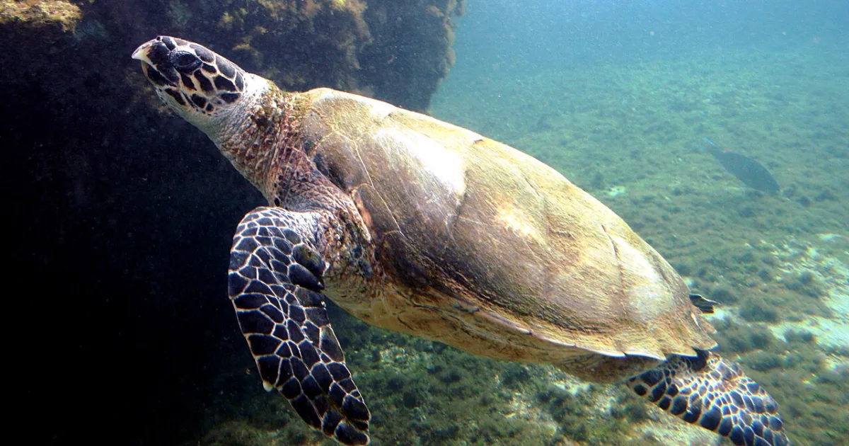 Hawksbill Trail Hawaii