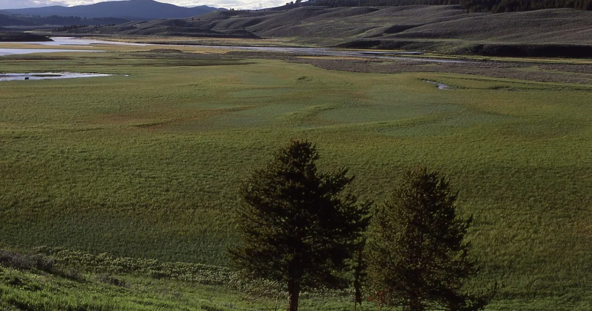 Hayden Valley Trail