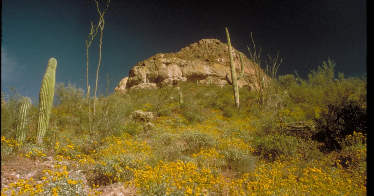 Hedgehog Mountain Trail