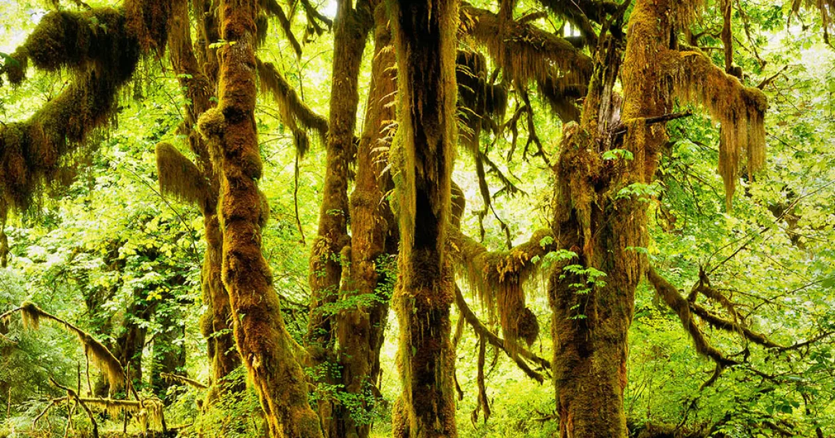 Hoh Rain Forest — Hall of Mosses