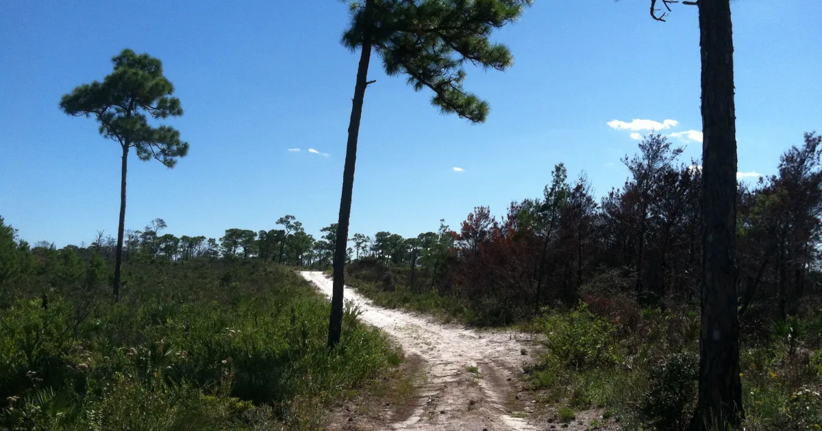 Jonathan Dickinson Trail — Jonathan Dickinson SP, FL