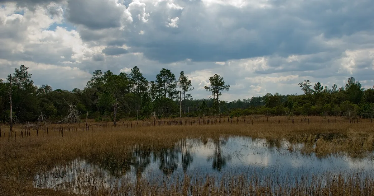 Juniper Springs Rec Trail — Ocala National Forest, FL