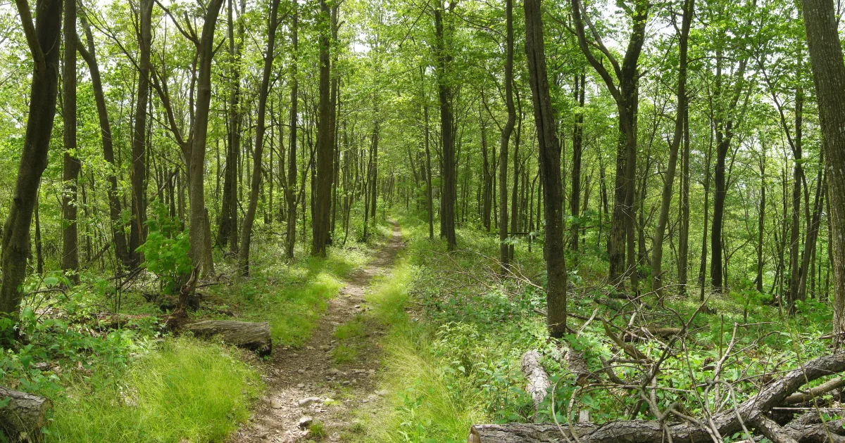 Kitsuma / Ridgeline Loop — Pisgah NF, NC