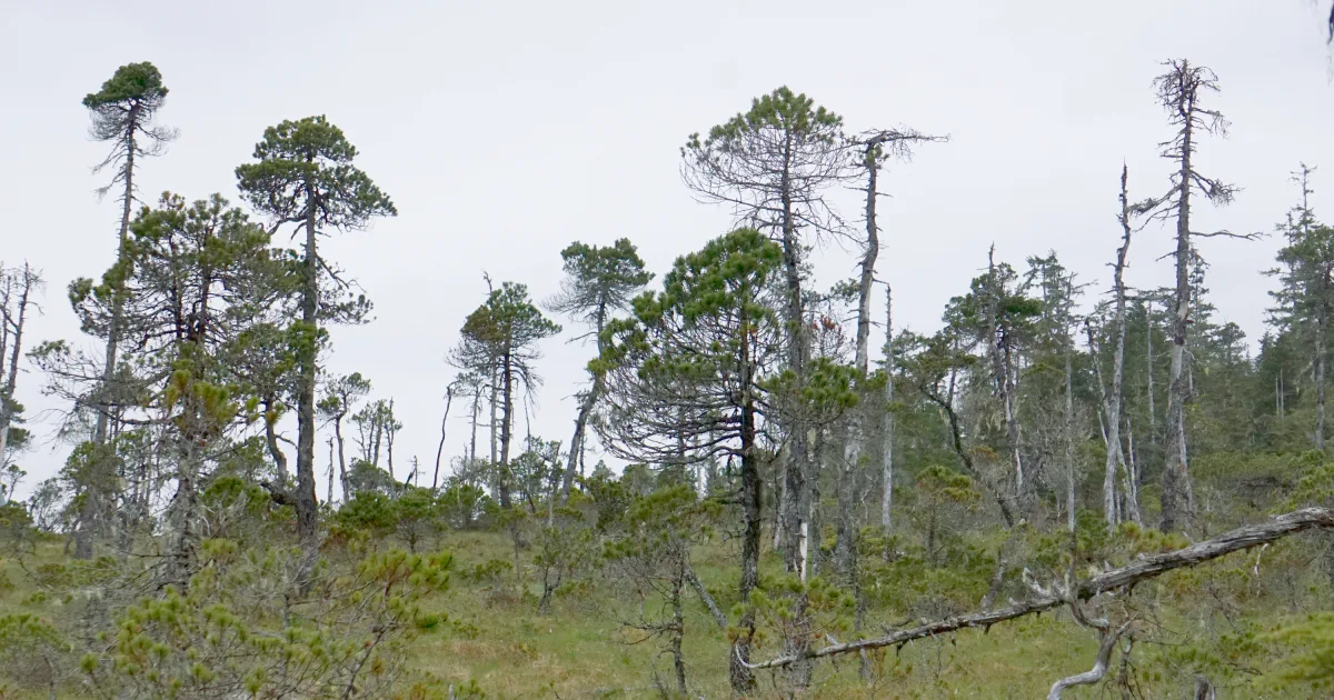 Kupreanof Island Trail