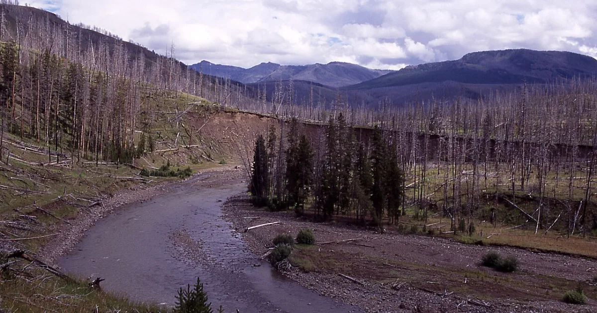 Lamar Valley Wolf Trail
