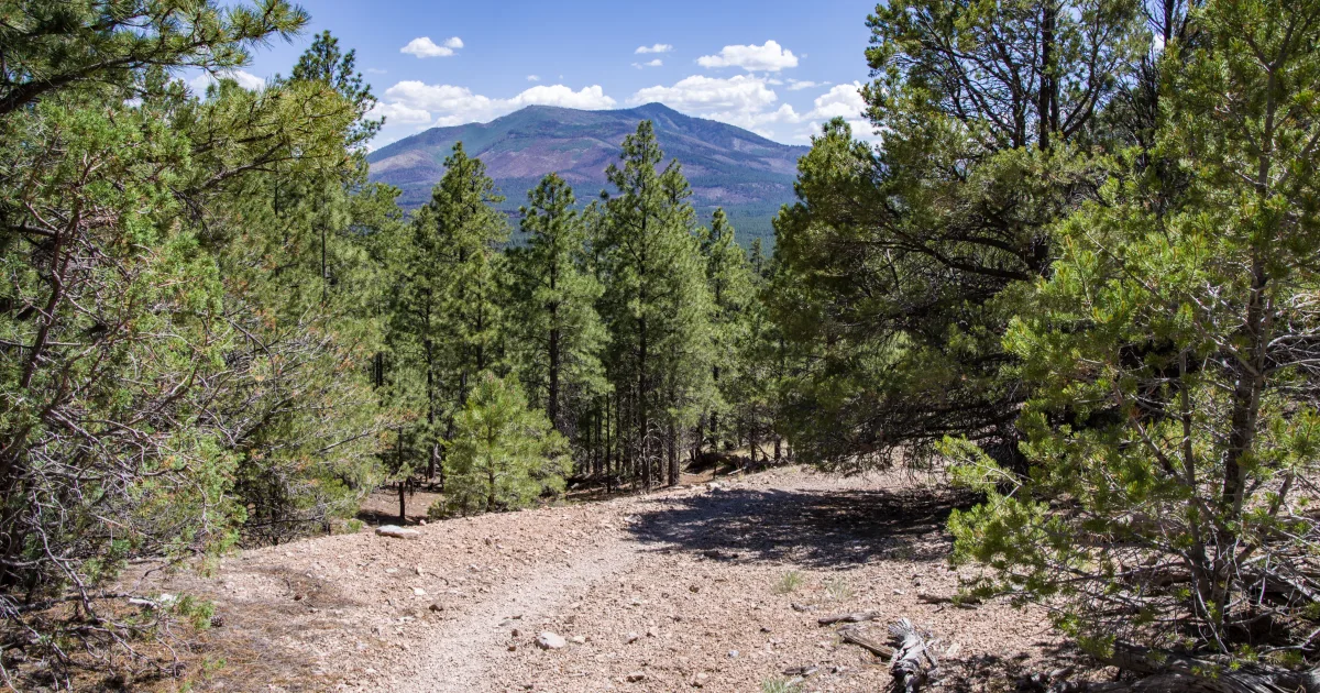 Lazy Mountain Trail