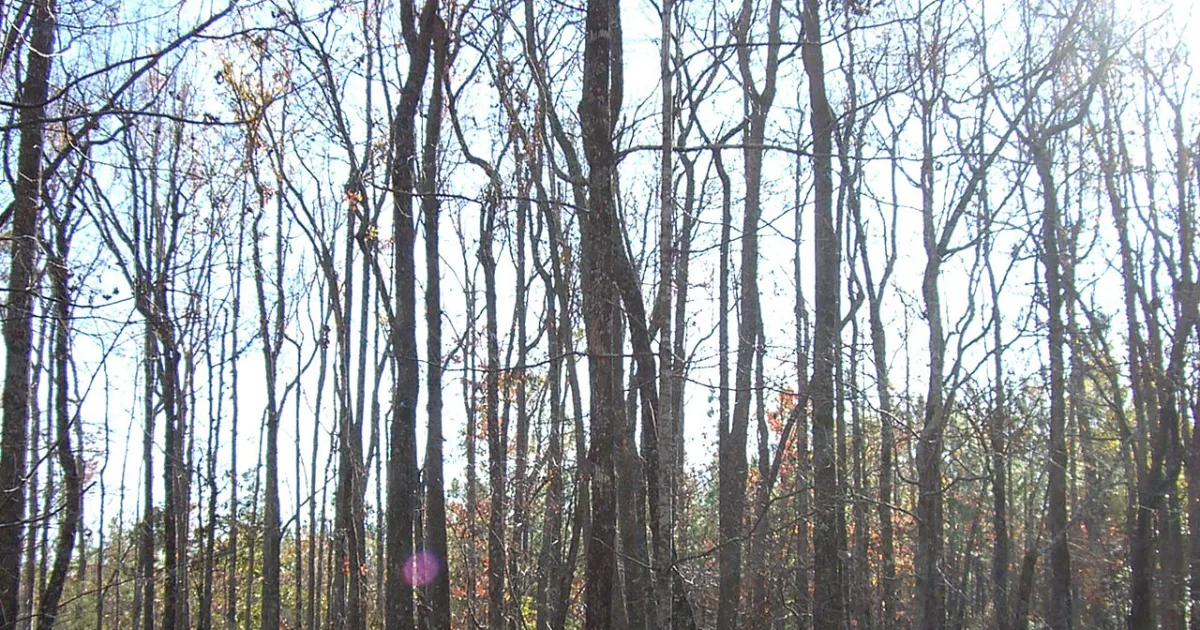 Leaf River Wildlife Management Area Trail