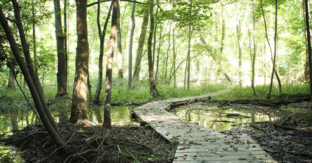 Lefleur's Bluff State Park Trail — Jackson, Mississippi