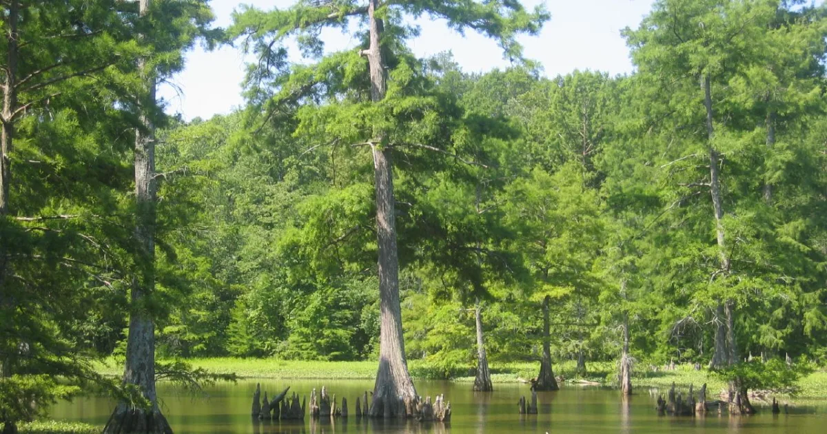 Leroy Percy State Park Trail