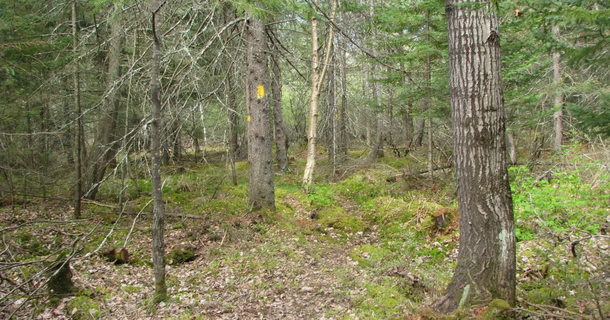 Lincoln Woods State Park MTB — Lincoln, Rhode Island