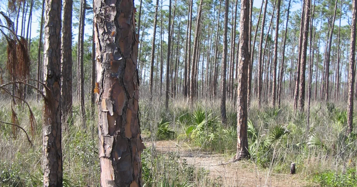 Long Pine Key Trail — Everglades NP, FL