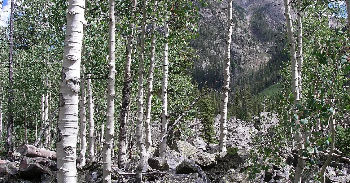 CO - Weminuche Wilderness Section