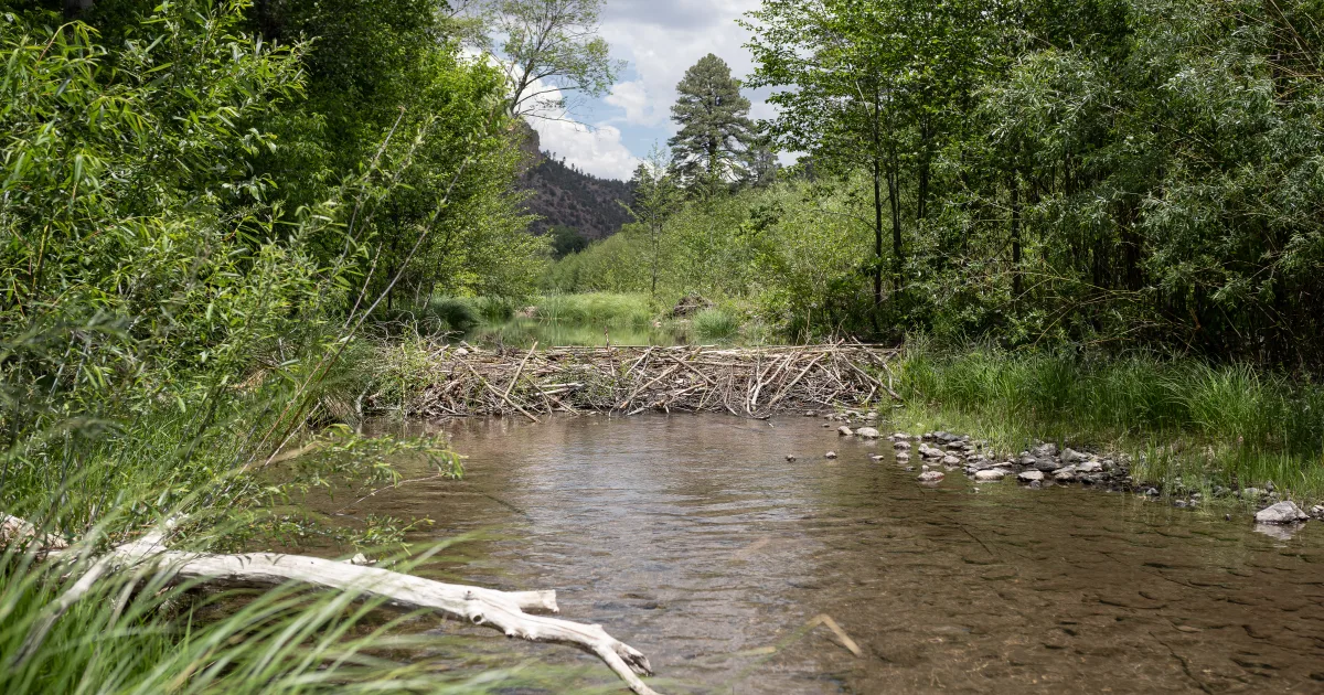 NM - Gila Wilderness Section
