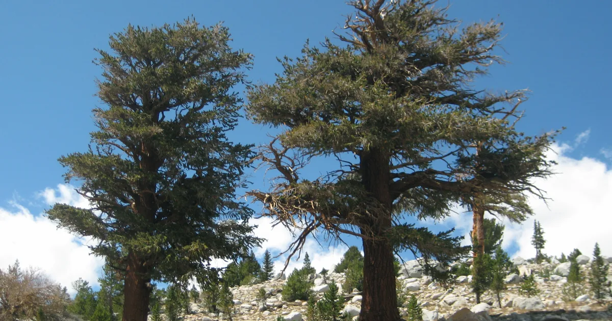 CA - Forester Pass Section