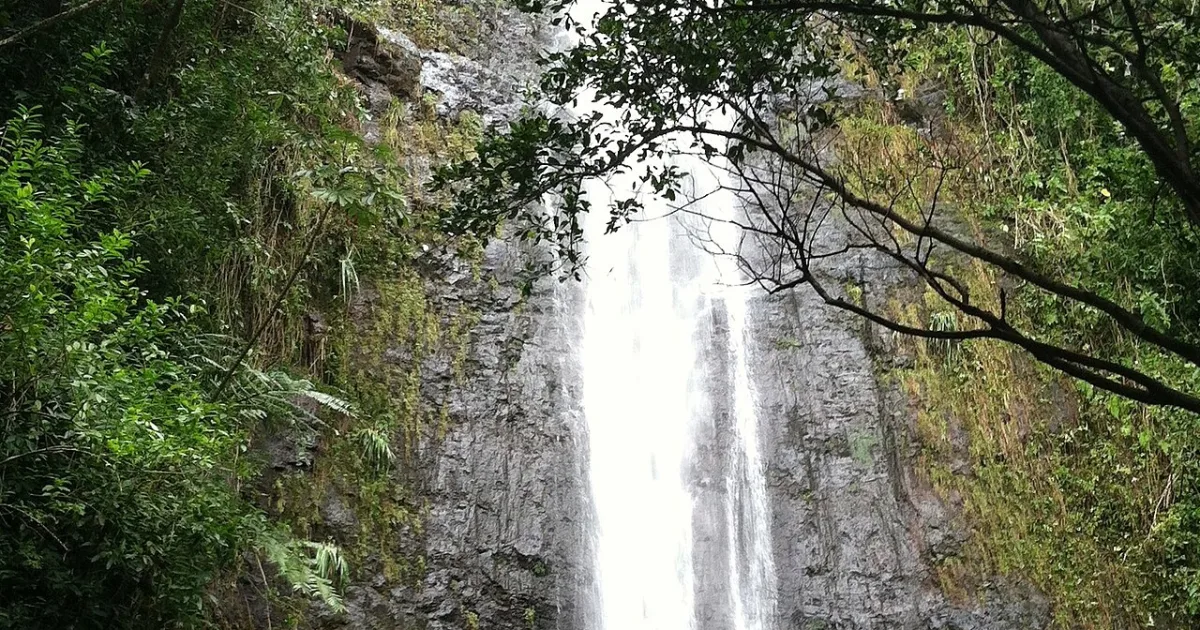 Manoa Falls Trail