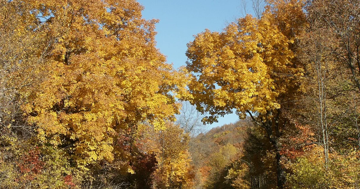 Maplewood State Park Trail