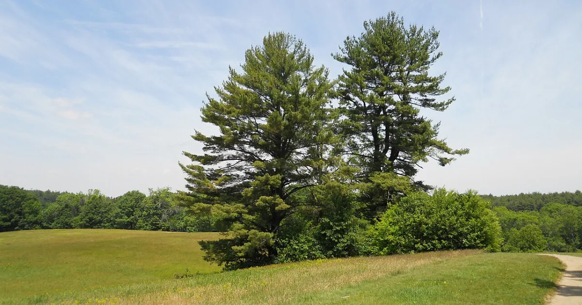 Maudslay State Park Trail