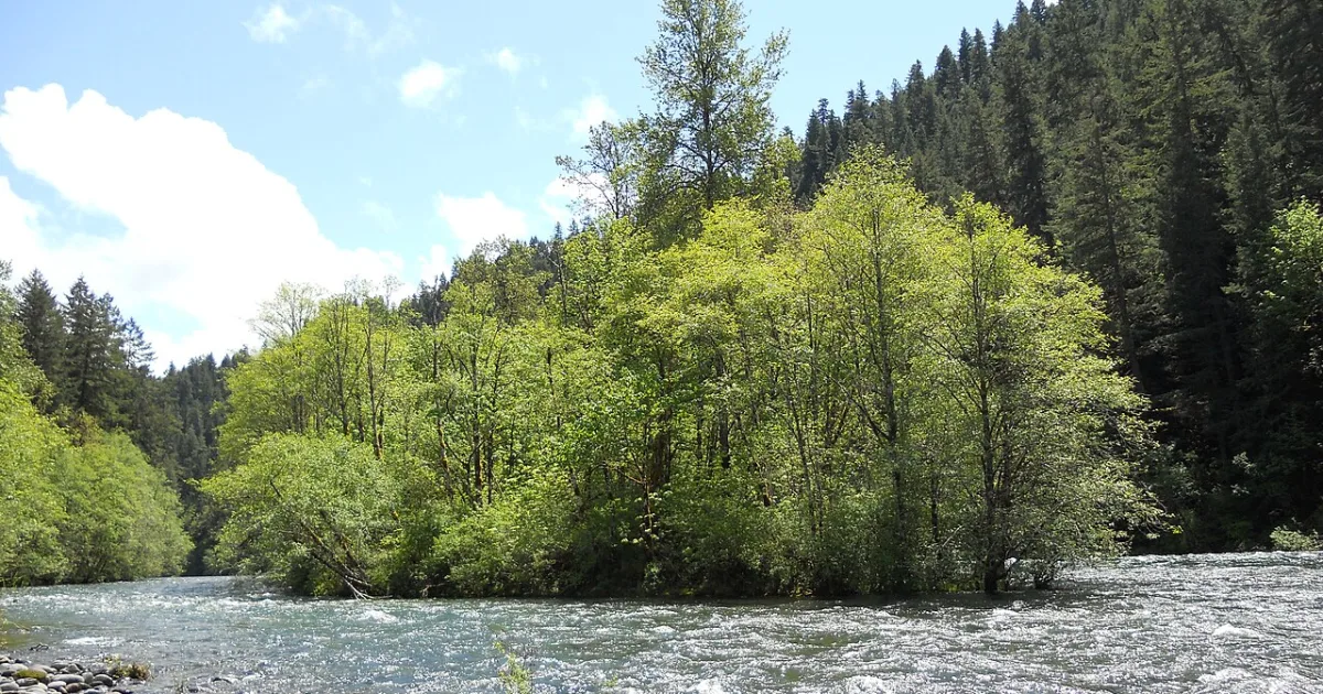 McKenzie River Trail