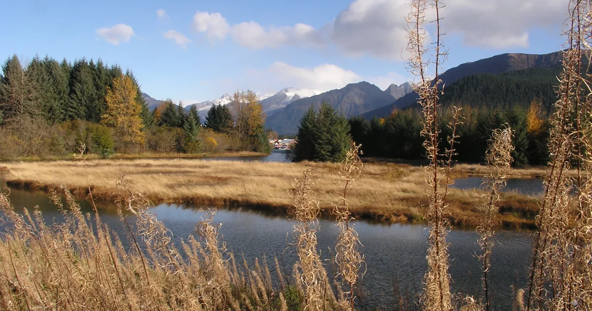 Mendenhall Wetlands Walk