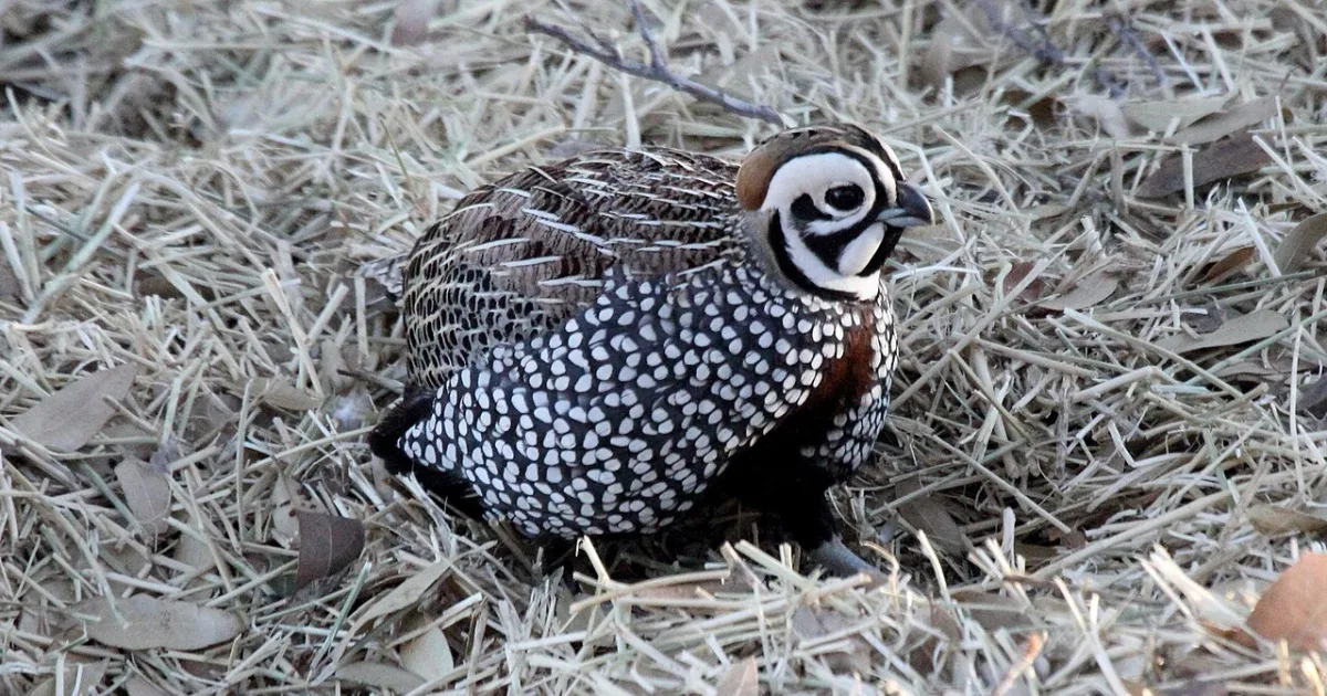 Montezuma Quail Trail