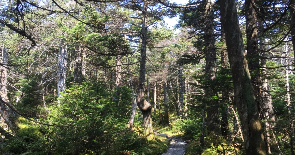 Mount Mansfield — Long Trail