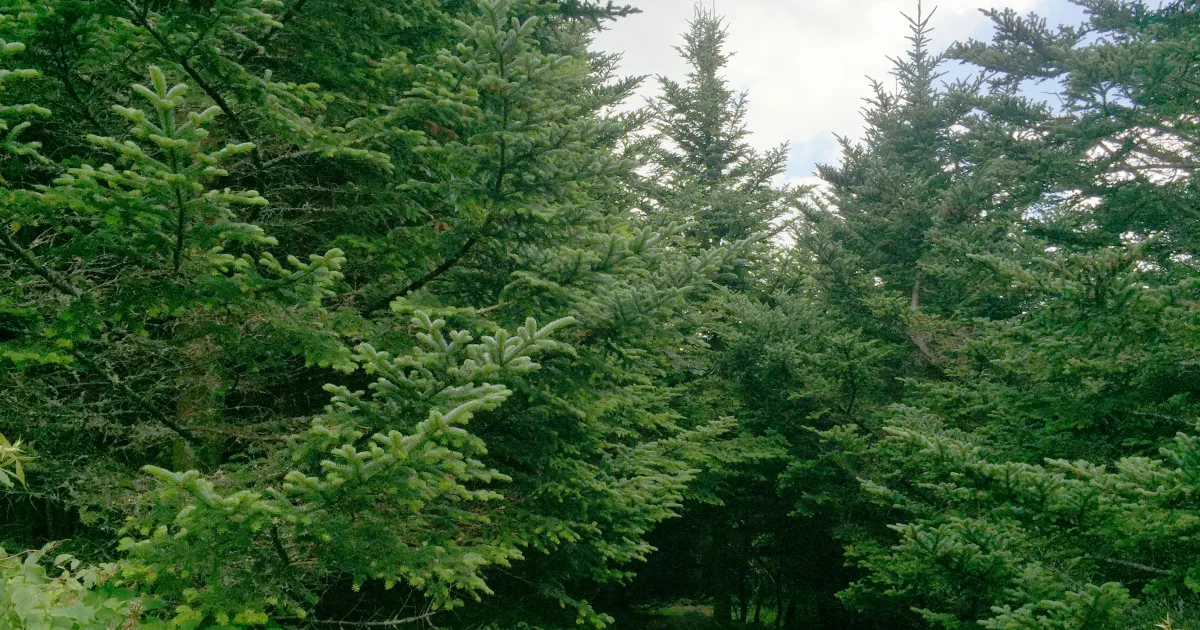 Mount Mitchell Summit Trail