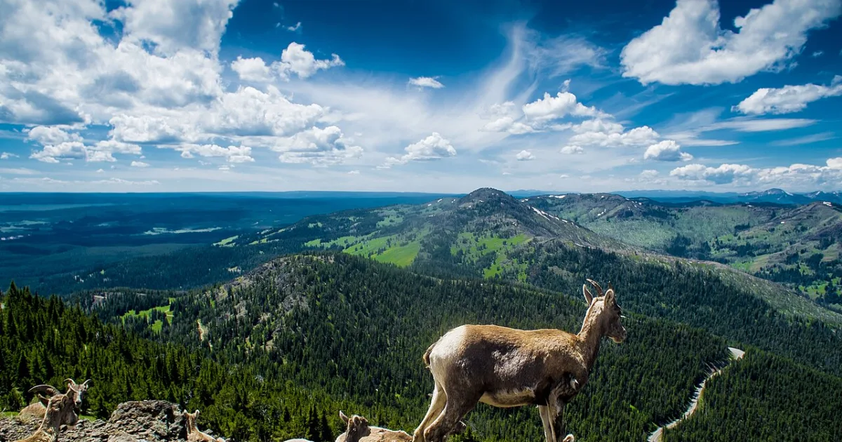 Mount Washburn Trail