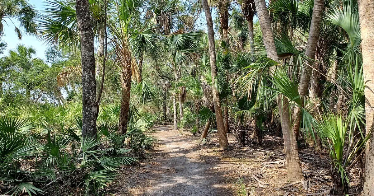 Myakka Canopy Walkway — Sarasota, Florida