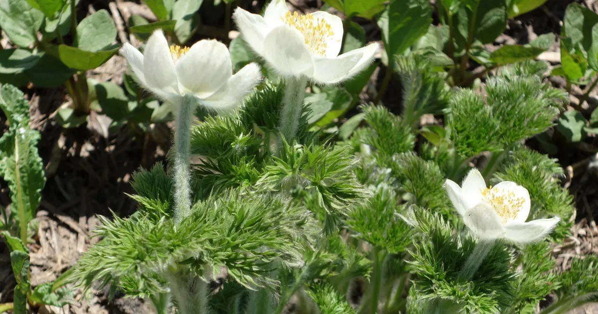 Myrtle Falls: Wildflowers and Water on the Mount Rainier Skyline Trail