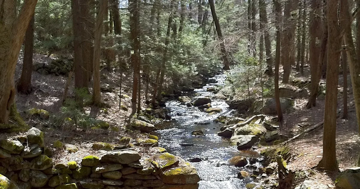 Natchaug State Forest Trail