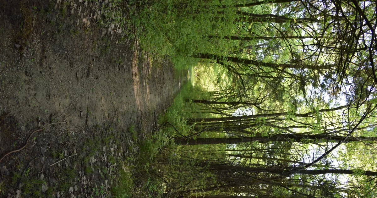 Natchez State Park Trail