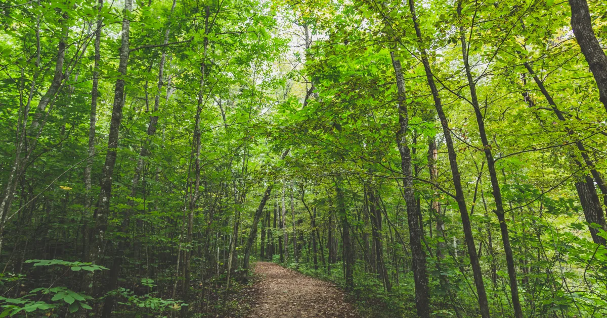 Nerstrand Big Woods Trail