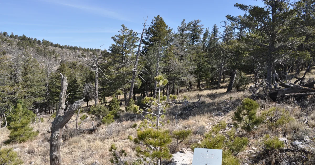 Bush Mountain Trail