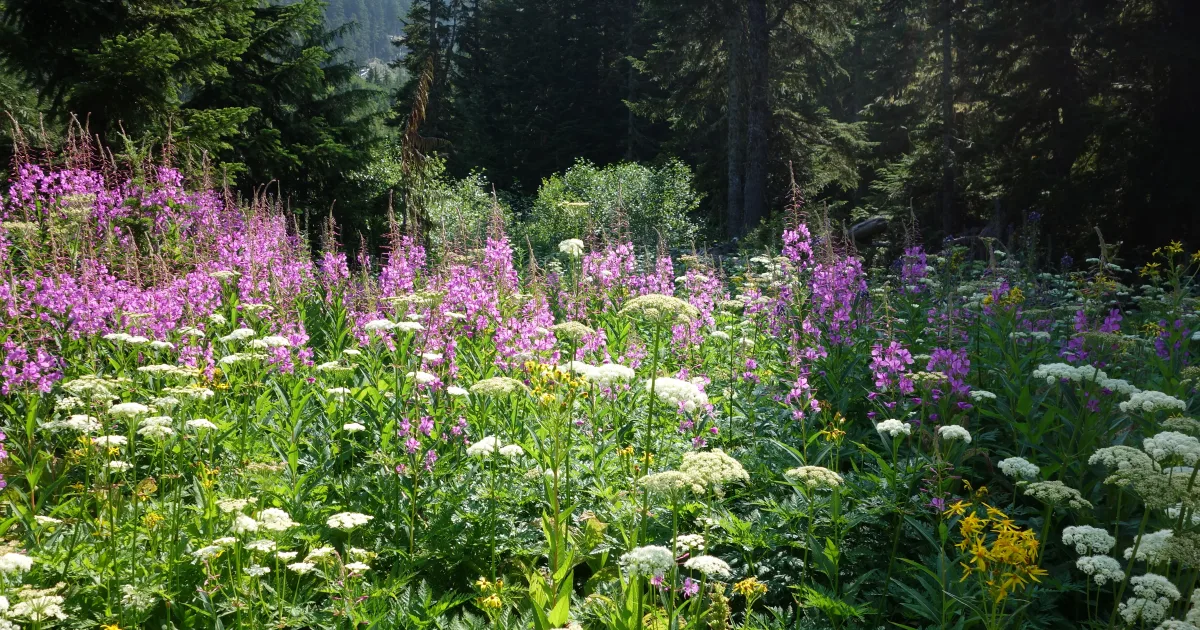 Spray Park Trail