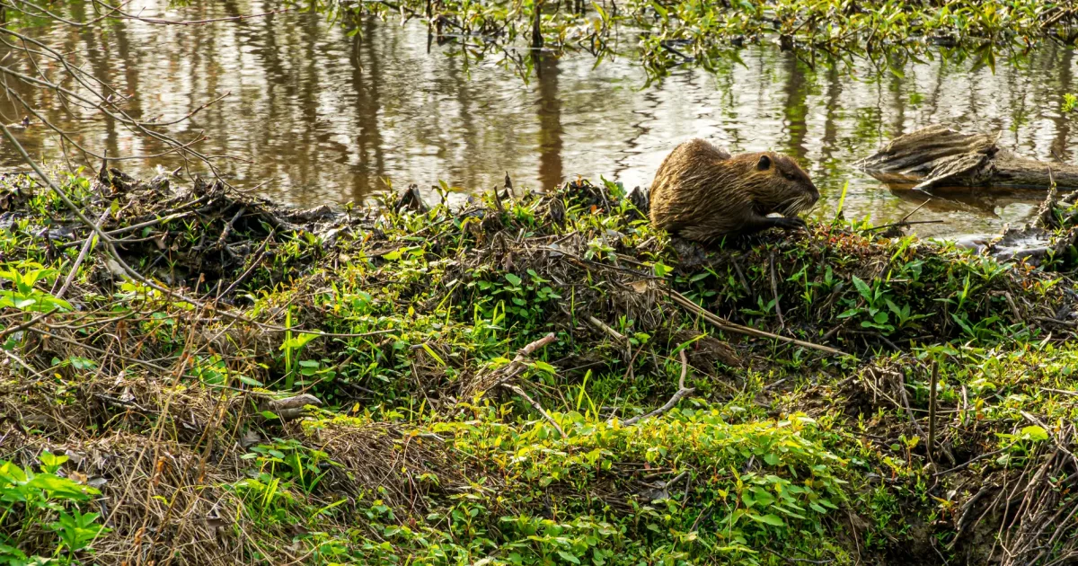 Stanford Run to Beaver Marsh Loop