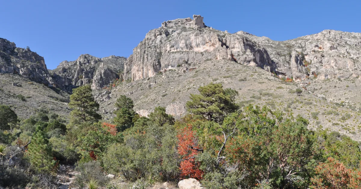 Smith Spring Loop