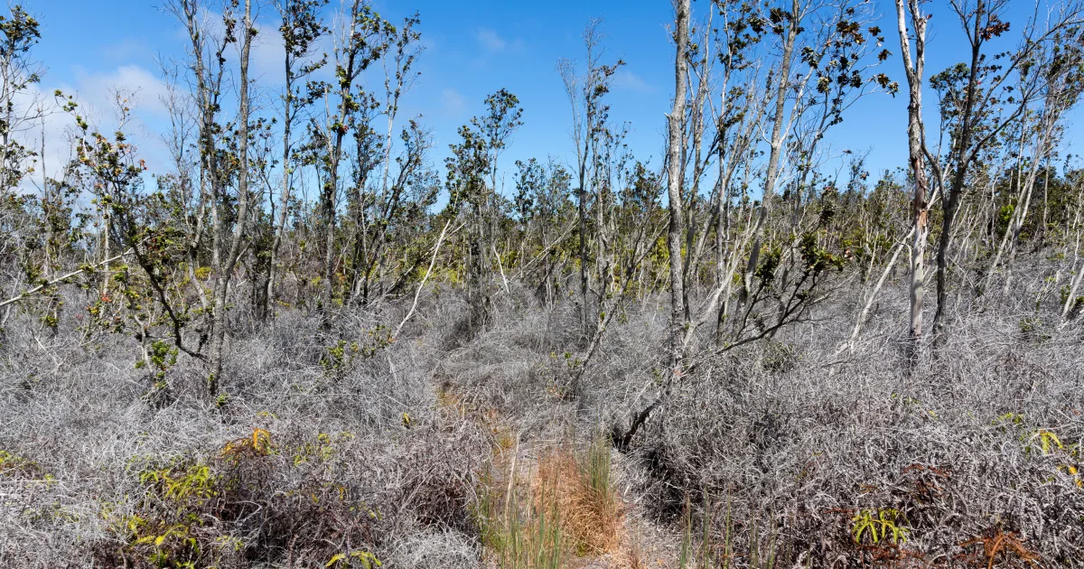 Napau Crater Trail