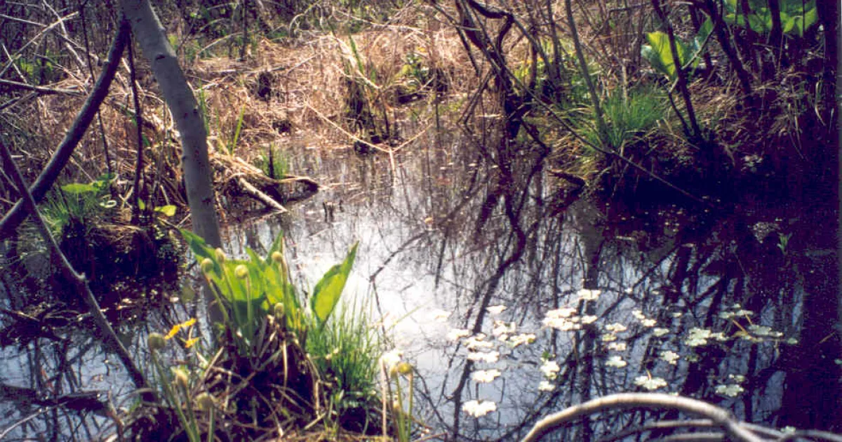 Cowles Bog Trail