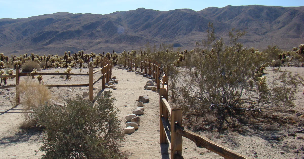 Cholla Cactus Garden Loop