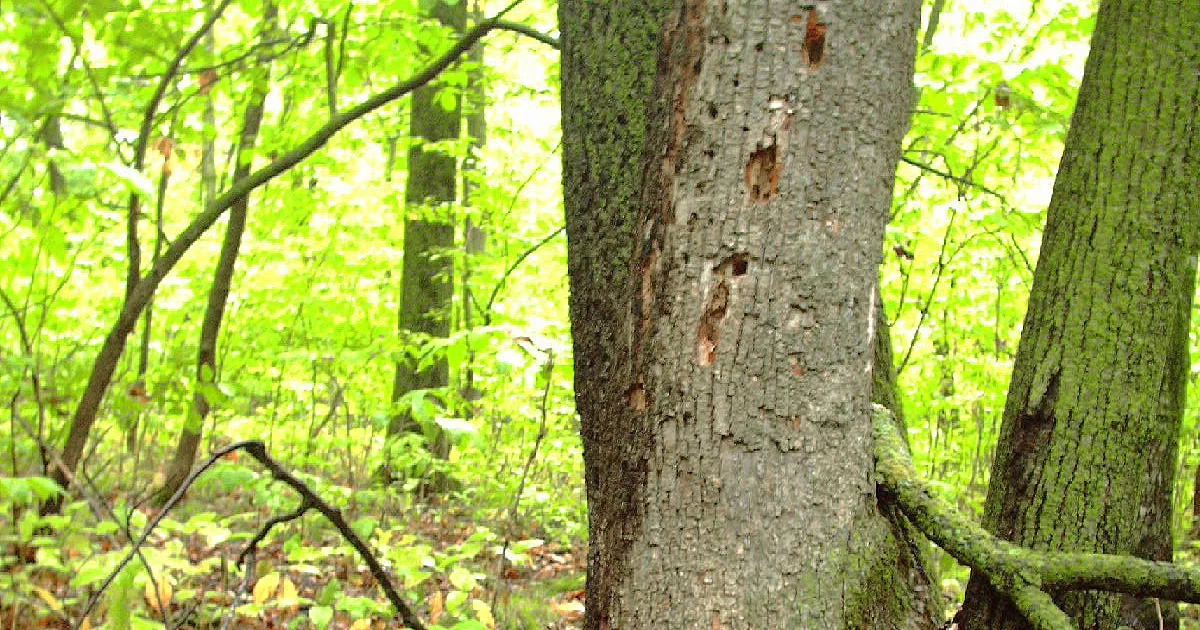 Big Woods Loop