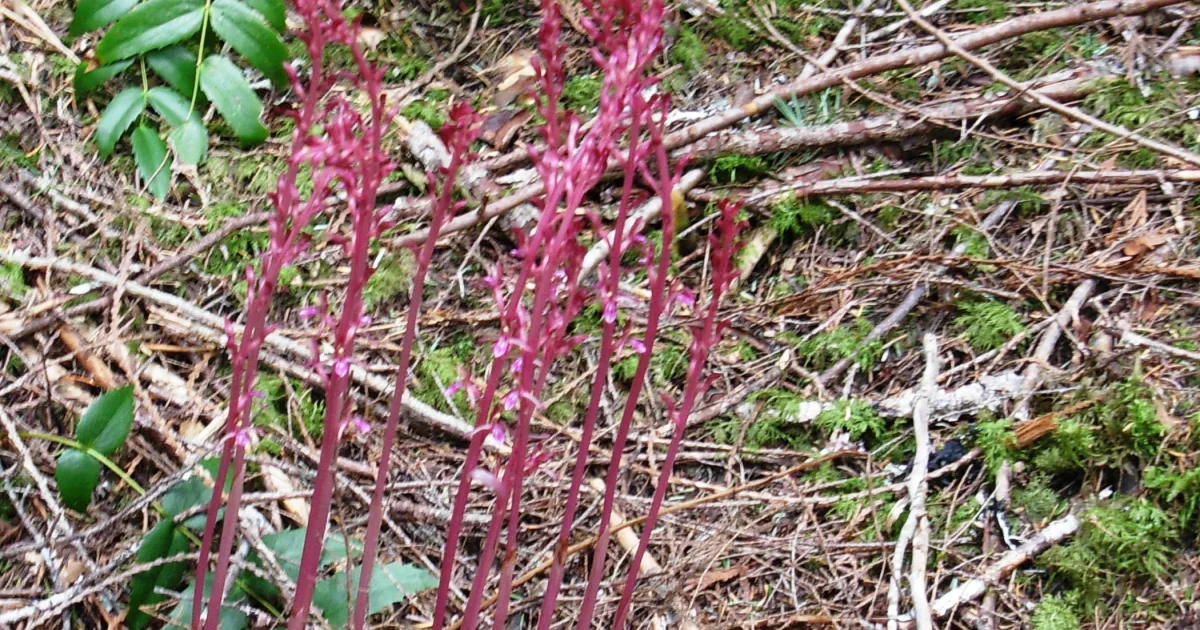Thunder Creek Trail