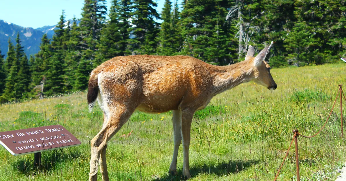 Hurricane Ridge Meadows Loop