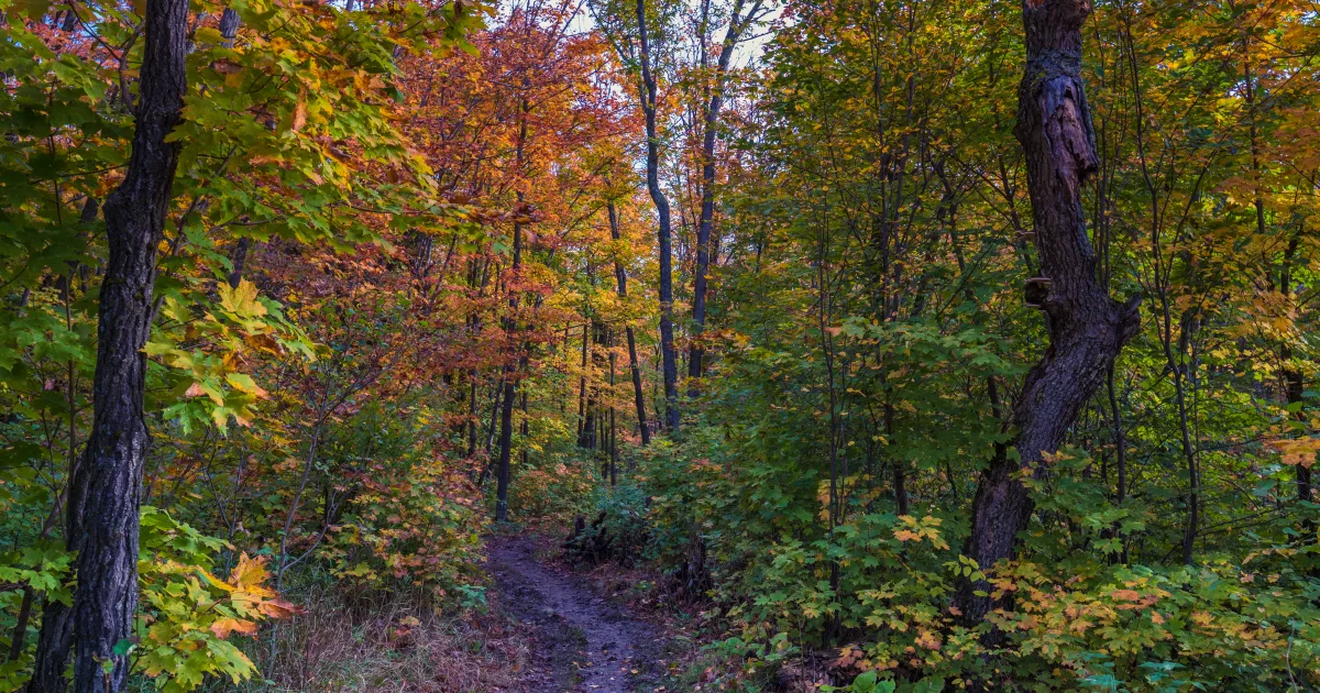 Oberg Mountain Loop
