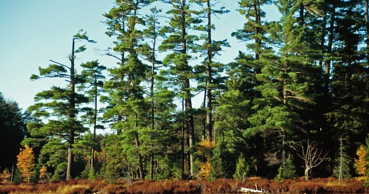 Ontonagon Boulder Trail