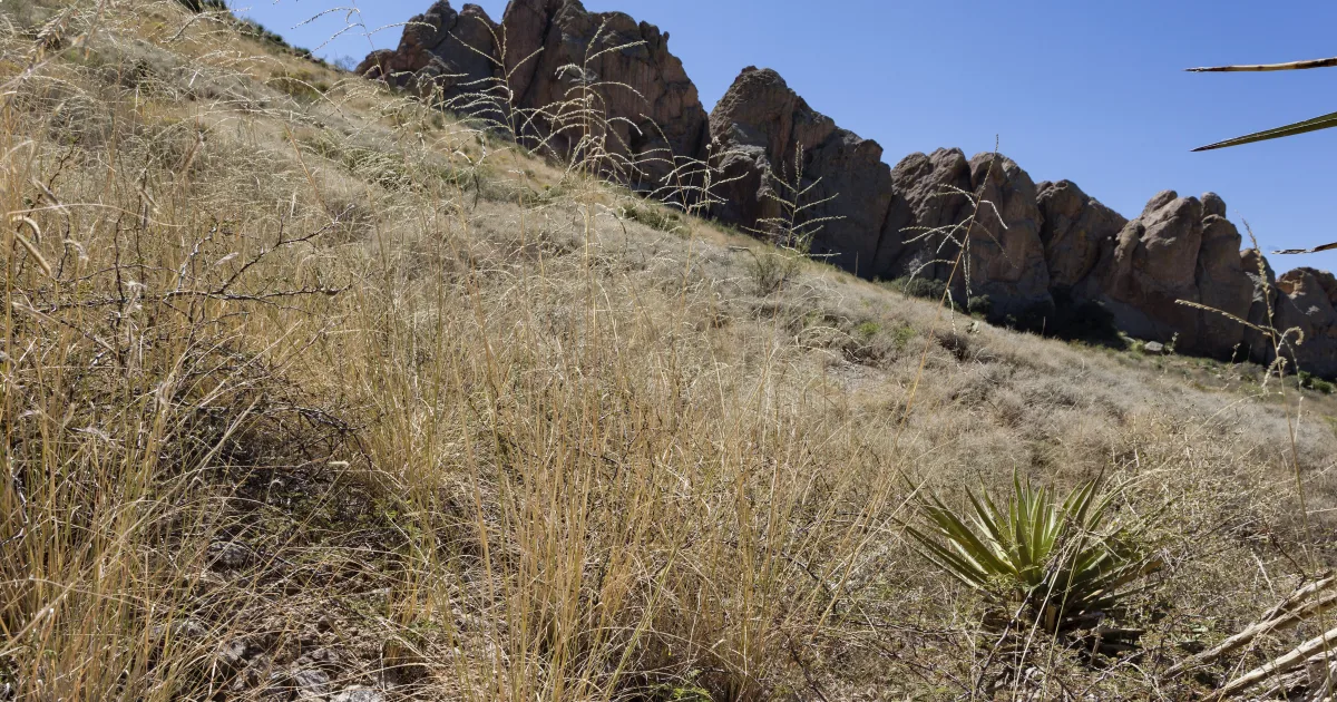 Organ Mountains La Cueva Loop